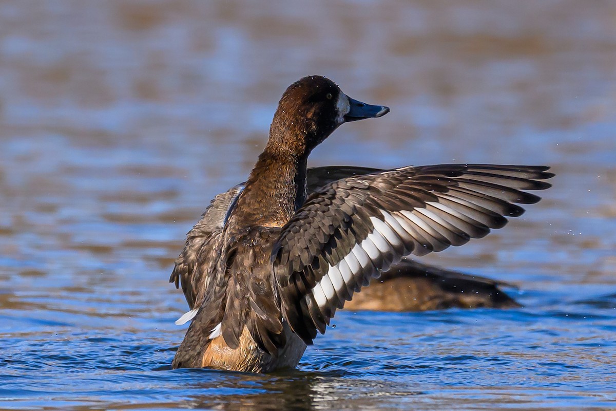 Greater Scaup - ML646320832
