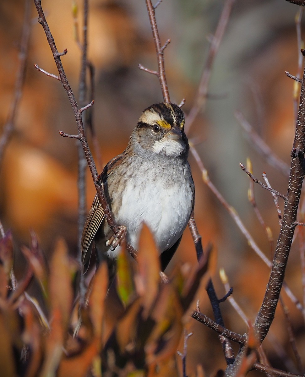 White-throated Sparrow - ML646320833