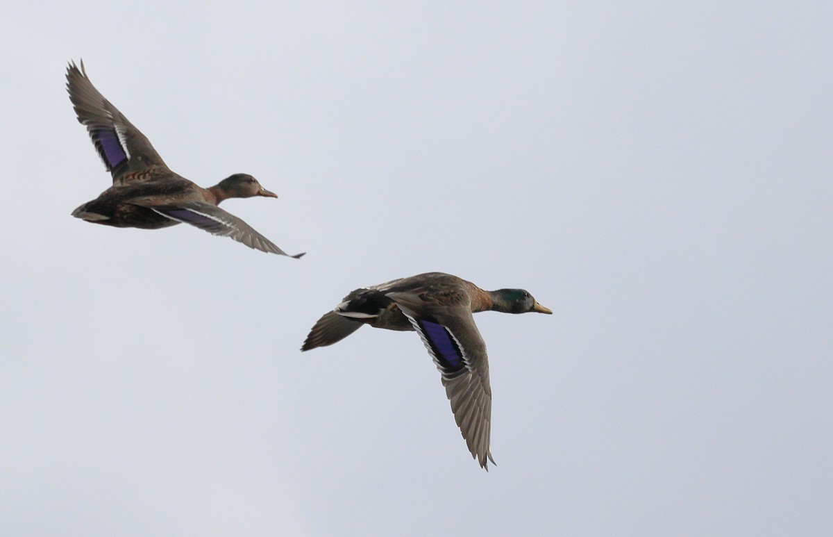Mallard/Mottled Duck - ML646320836