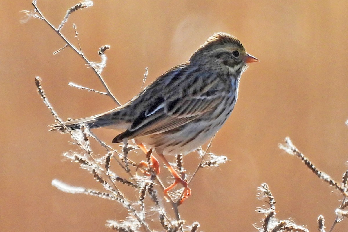 Savannah Sparrow - ML646320837