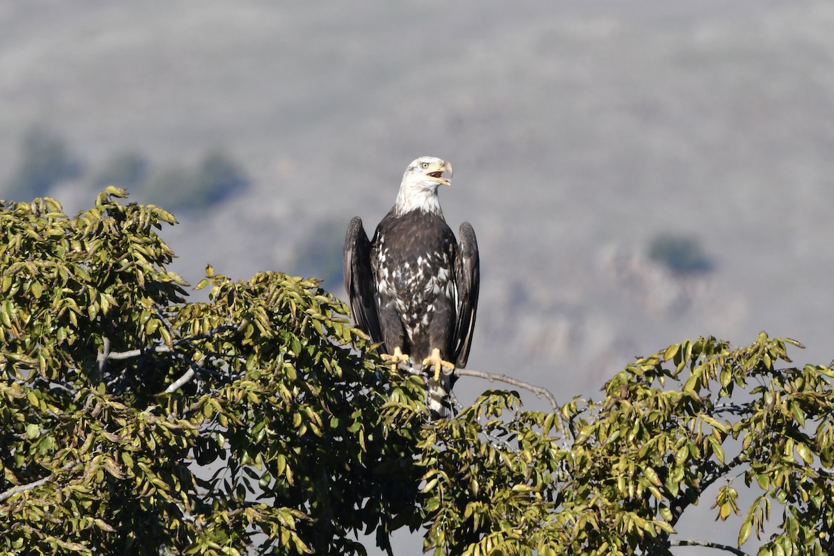 Bald Eagle - ML646320839