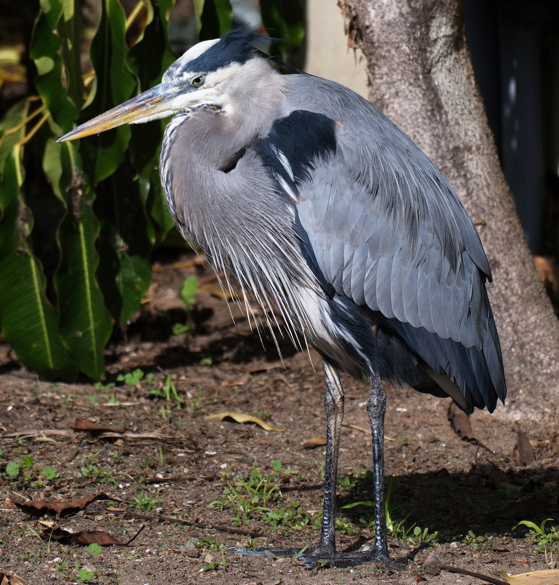 Great Blue Heron - ML646320840