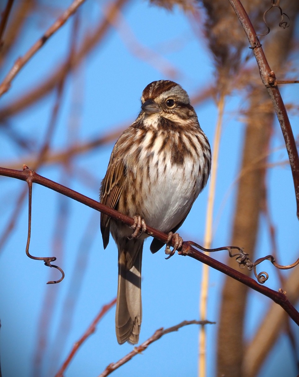 Song Sparrow - ML646320841