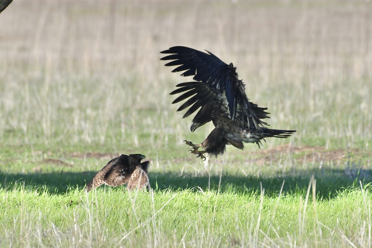 Bald Eagle - ML646320842
