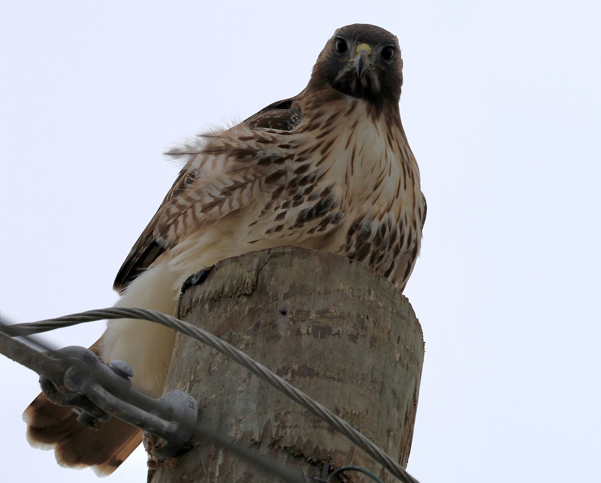 Red-tailed Hawk - ML646320844