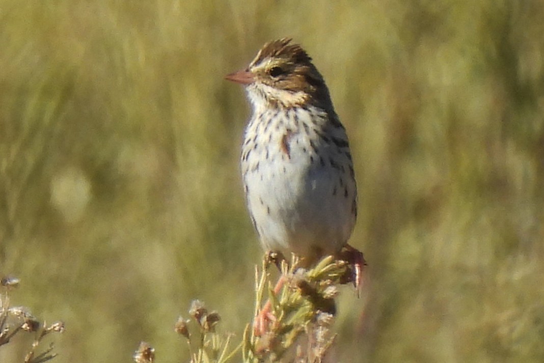 Savannah Sparrow - ML646320846