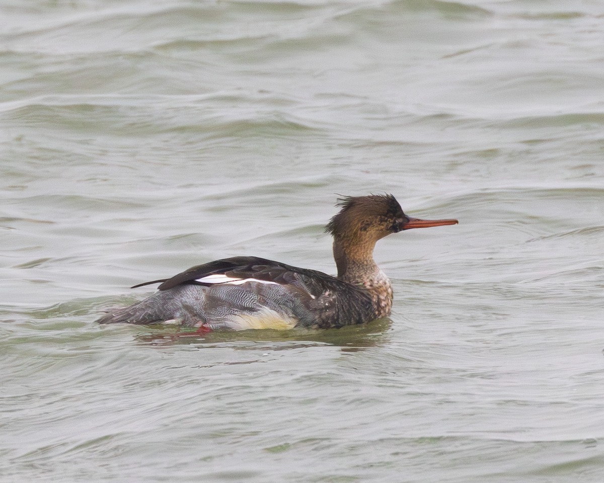 Red-breasted Merganser - ML646320849