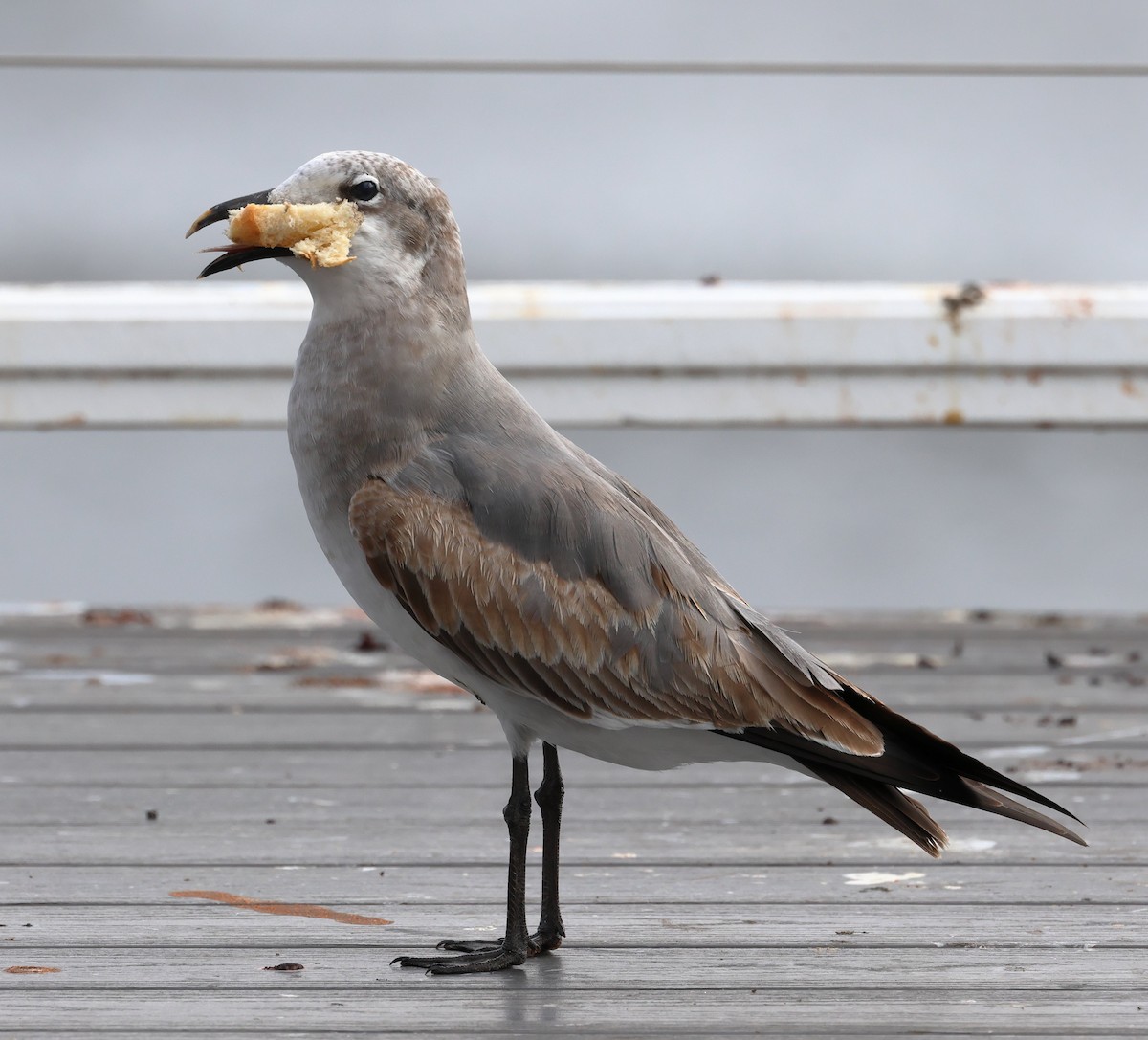 racek karibský - ML646320851