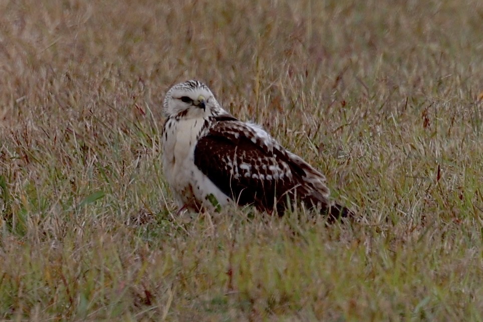 Red-tailed Hawk (Krider's) - ML646320852