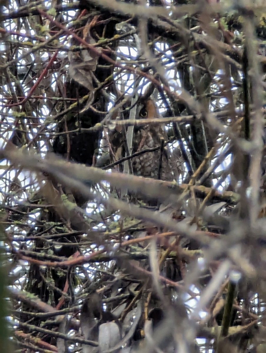 Long-eared Owl - ML646320860