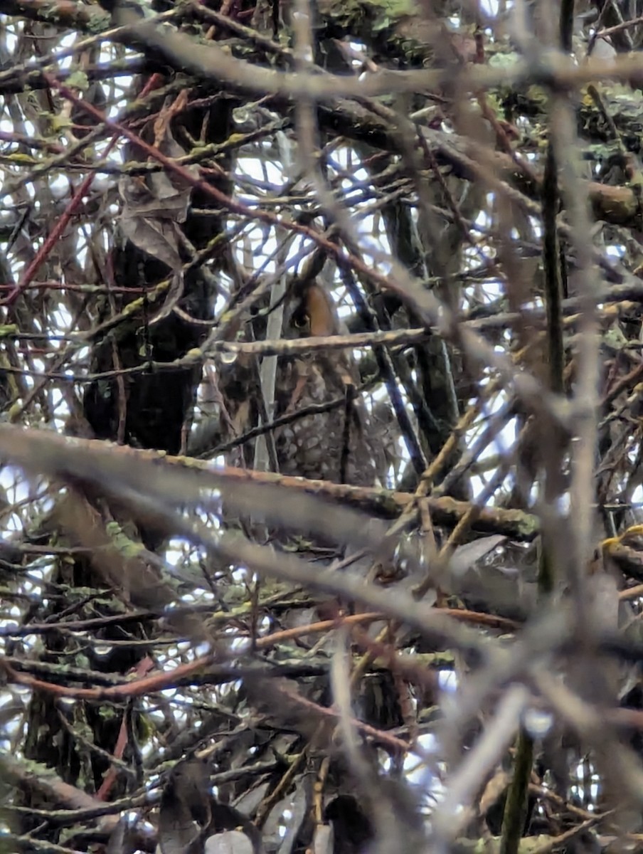 Long-eared Owl - ML646320861