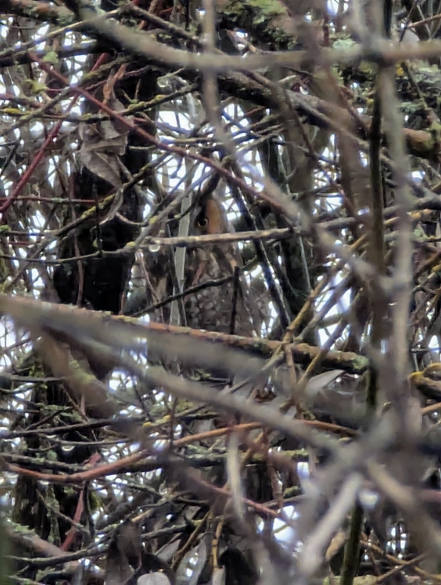 Long-eared Owl - ML646320862