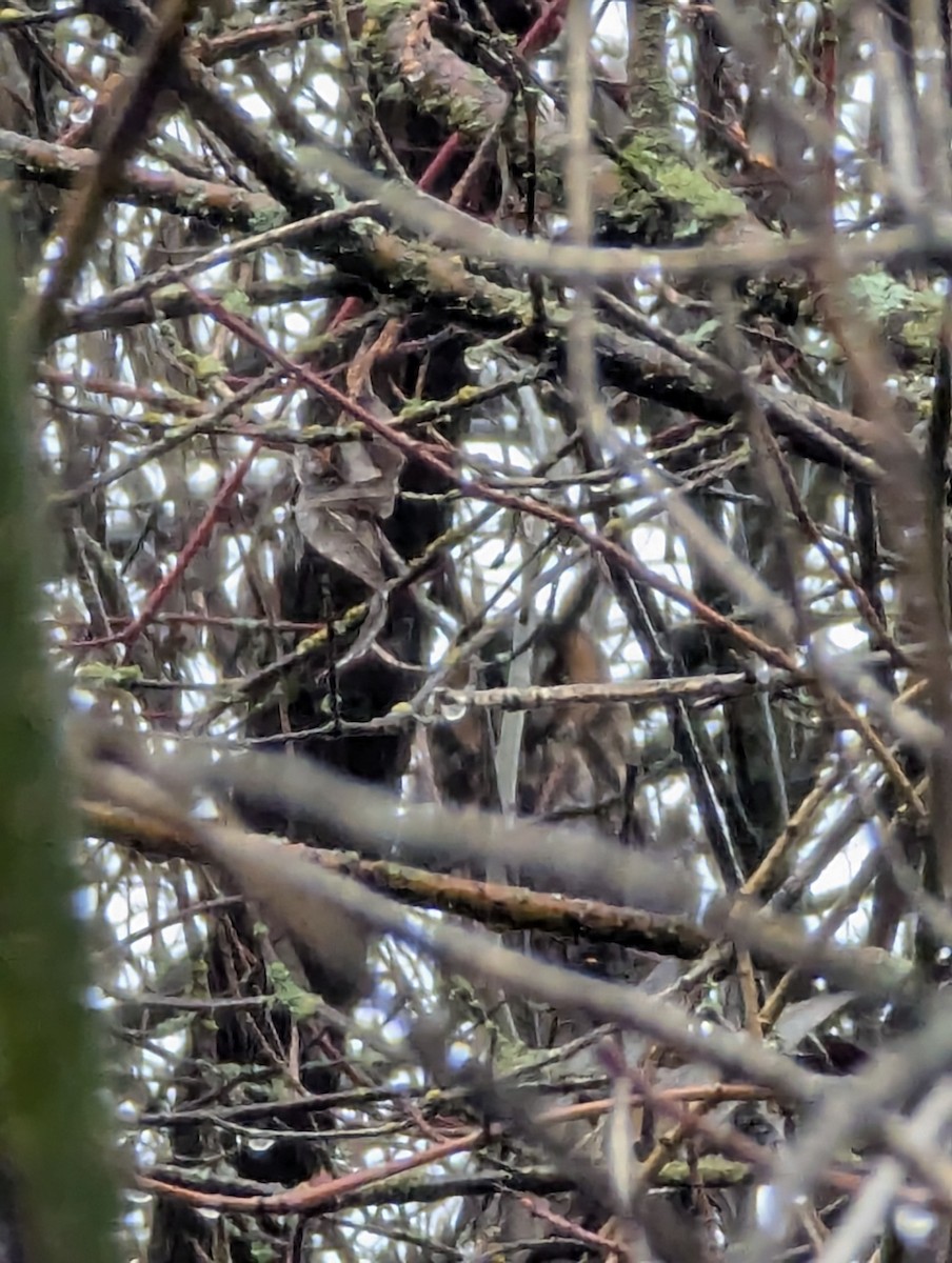 Long-eared Owl - ML646320863