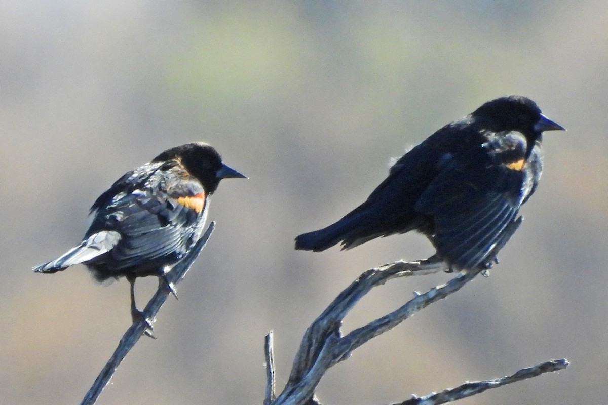 Red-winged Blackbird - ML646320864
