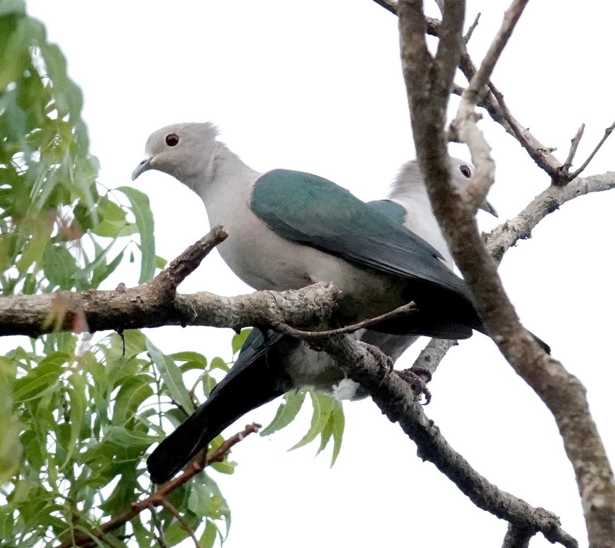 Бронзовый плодовый голубь - ML646320865