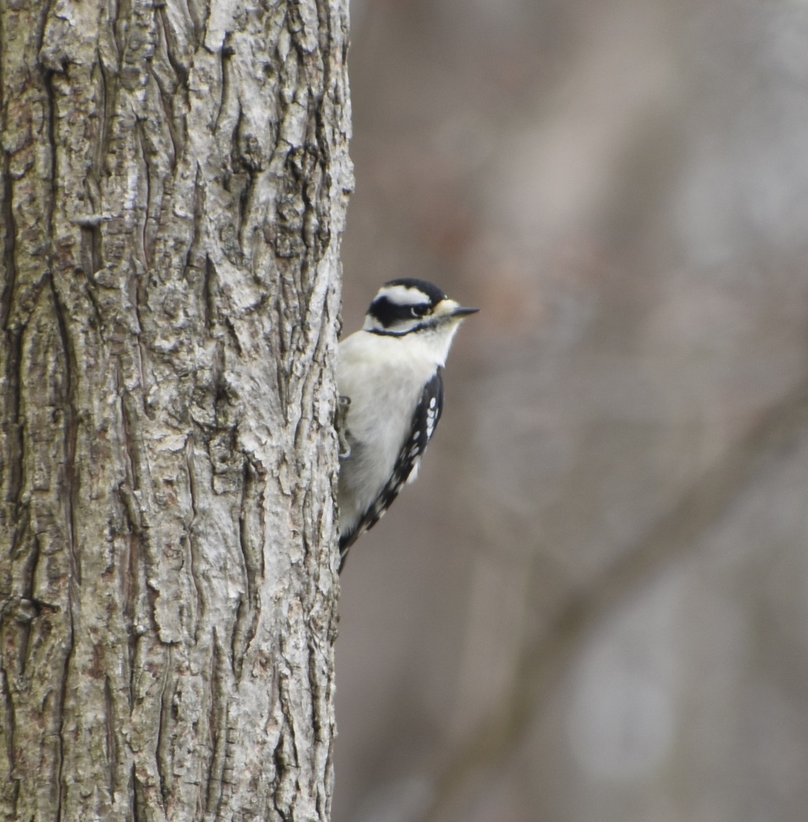 Pic mineur - ML646320866