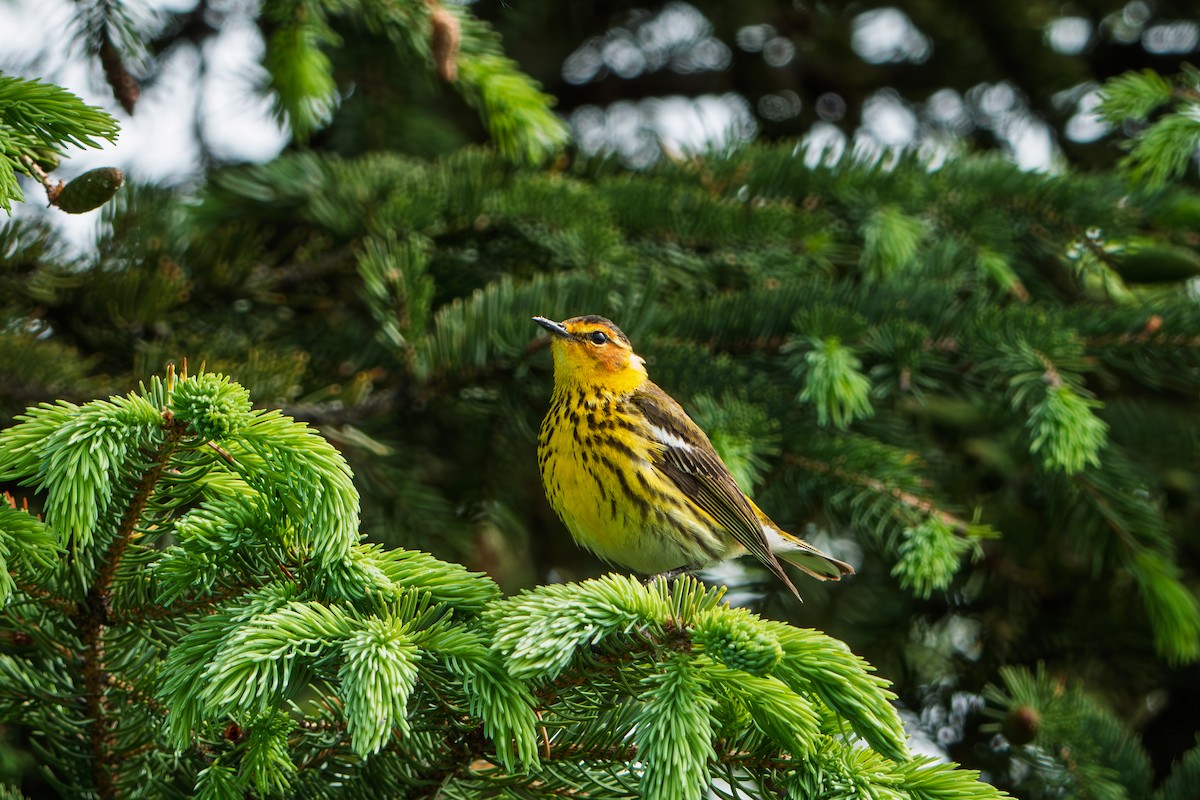 ホオアカアメリカムシクイ - ML646320870