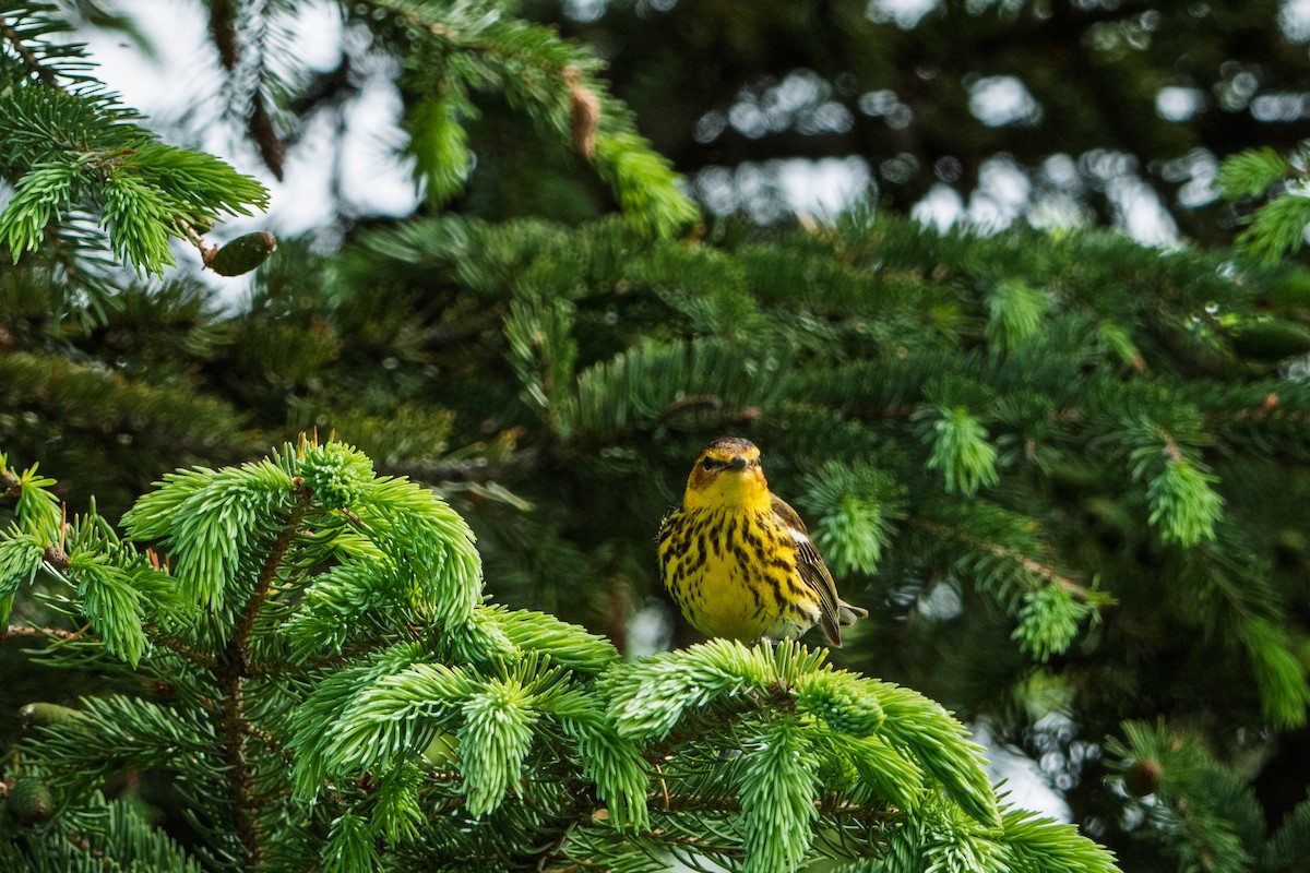 ホオアカアメリカムシクイ - ML646320871