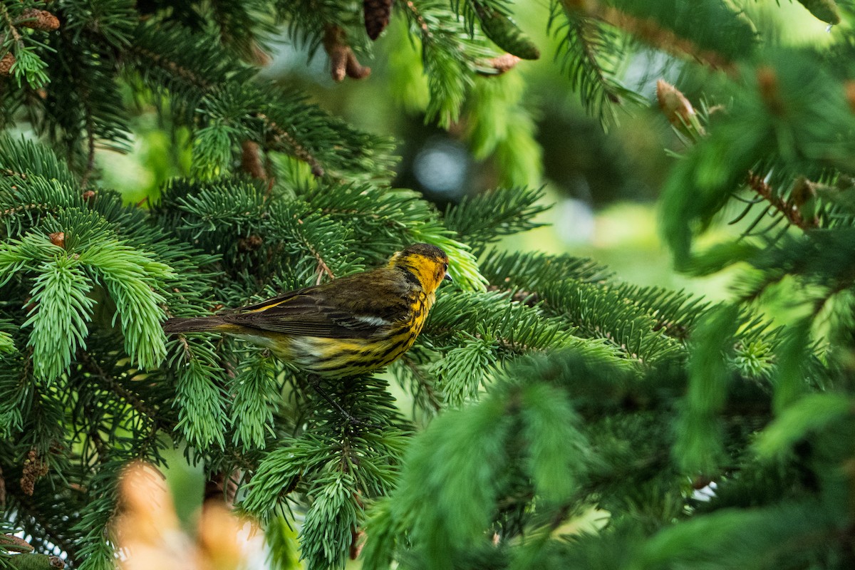 ホオアカアメリカムシクイ - ML646320872