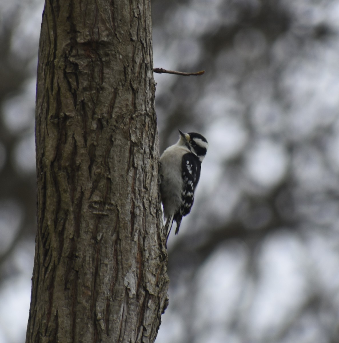 Pic mineur - ML646320873