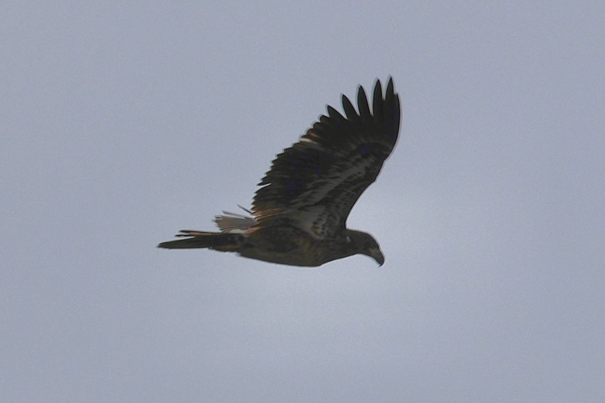 Bald Eagle - ML646320894