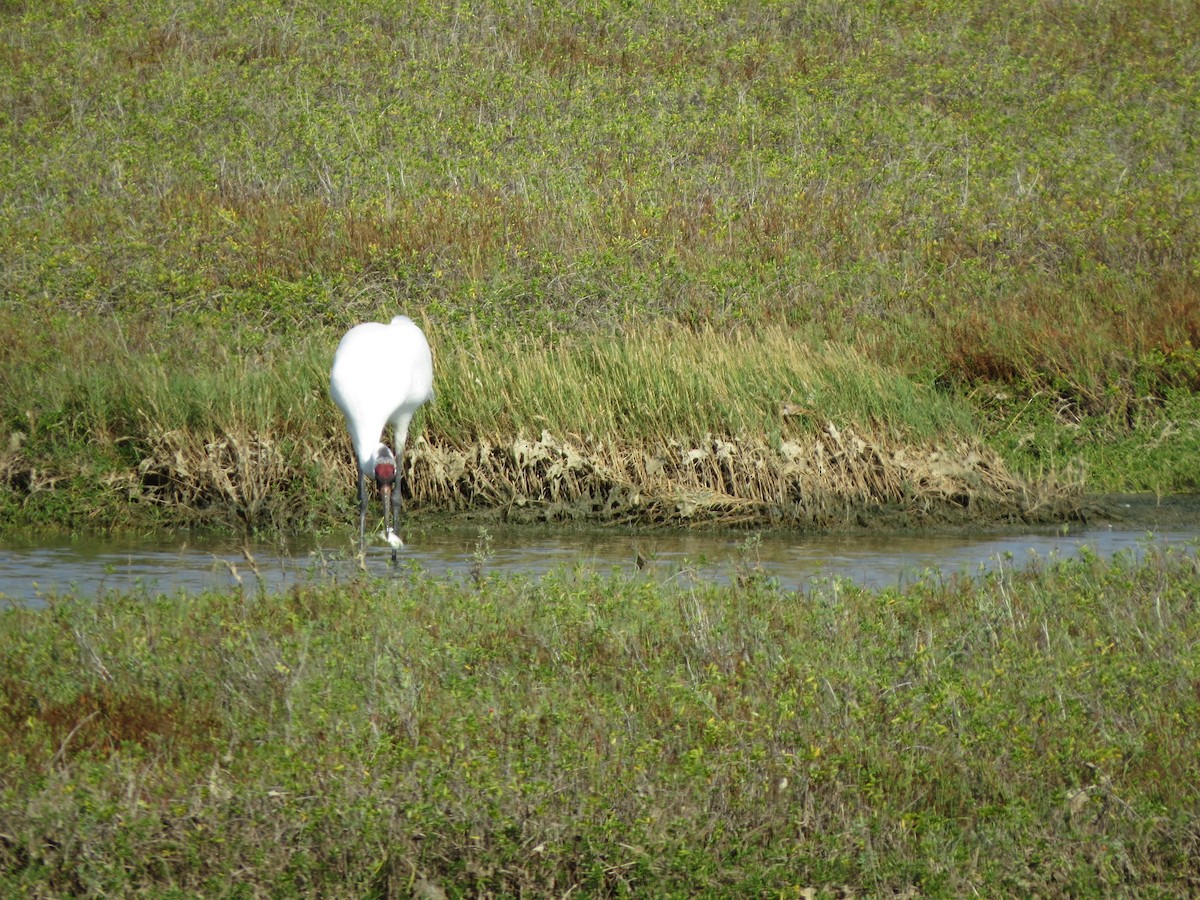 trompettrane - ML646320895