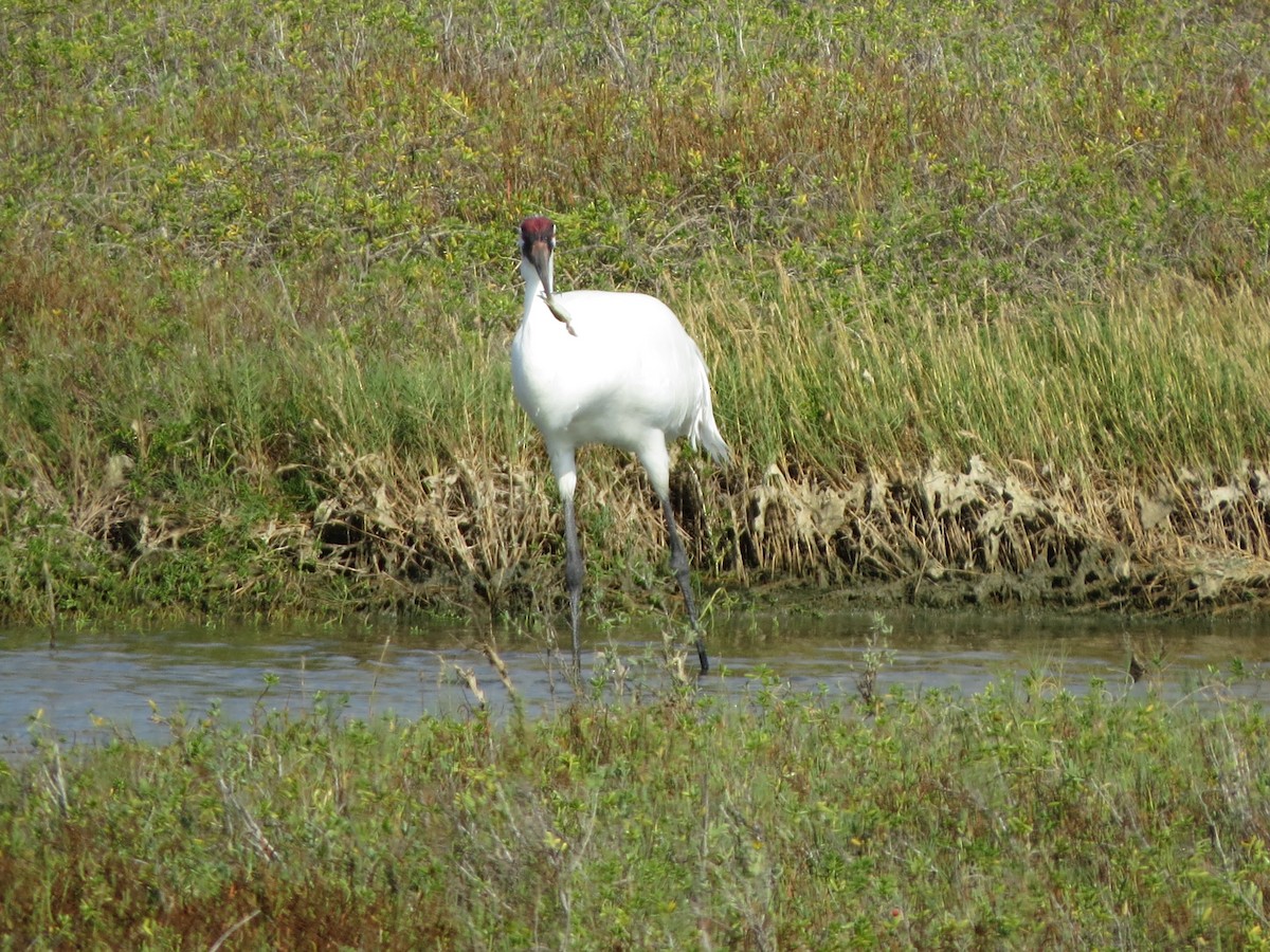 trompettrane - ML646320896