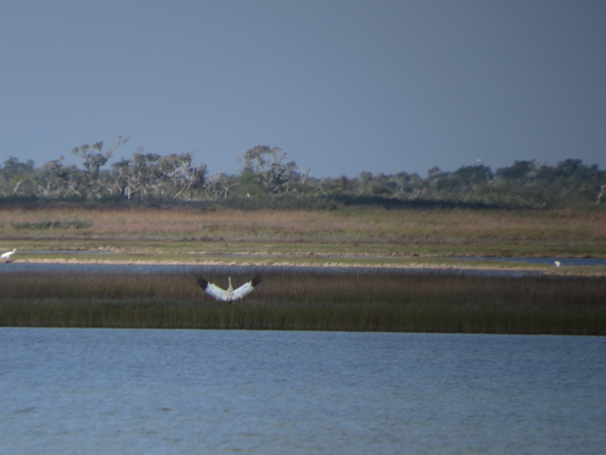 trompettrane - ML646320909