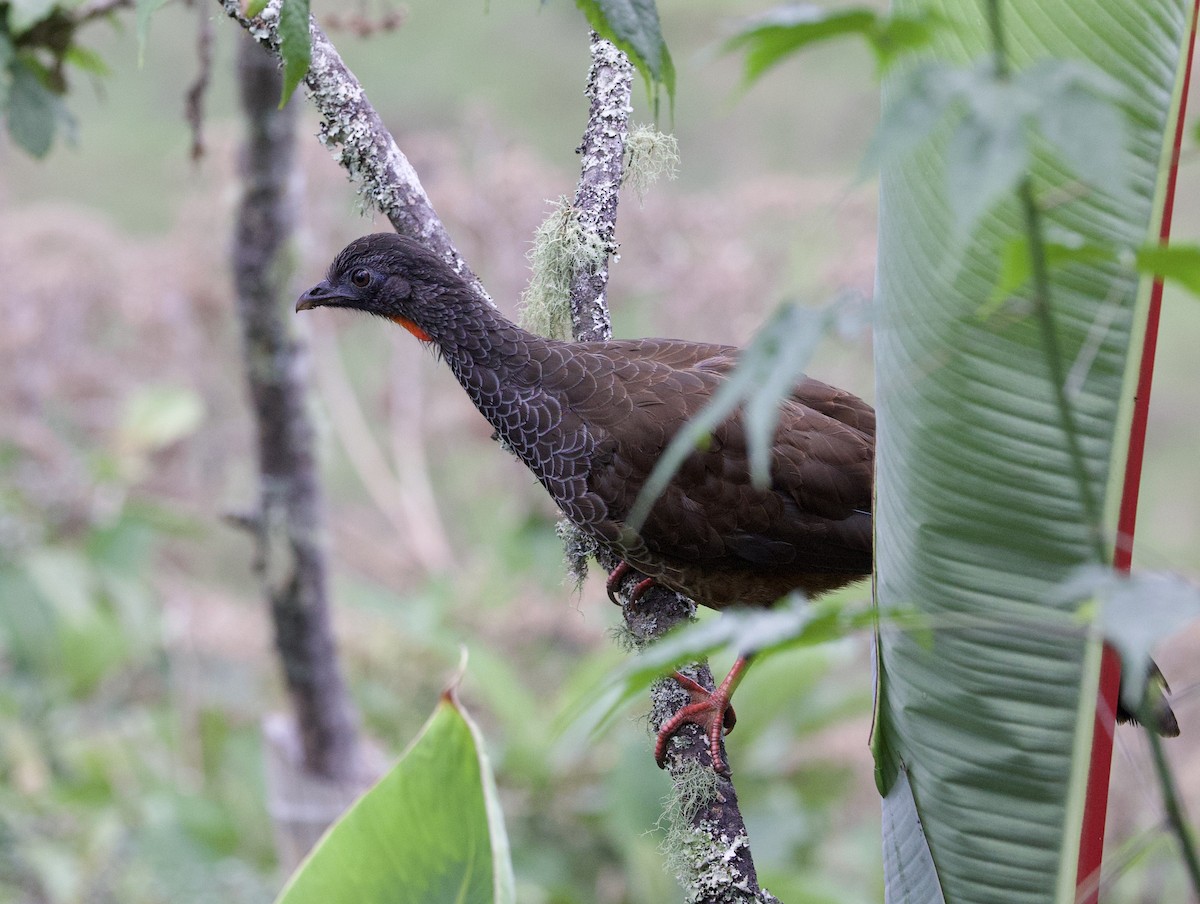 Andean Guan - ML646320910