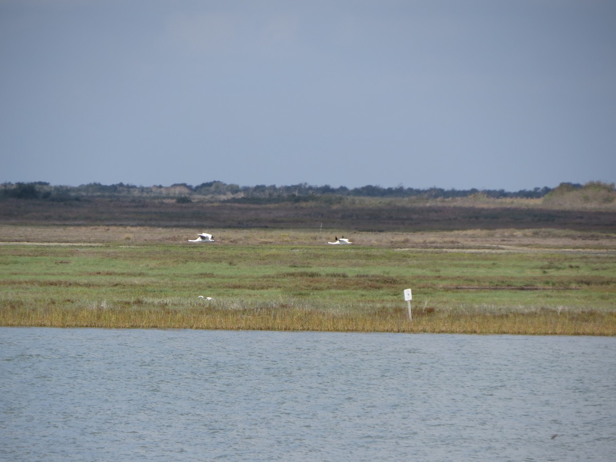 trompettrane - ML646320911