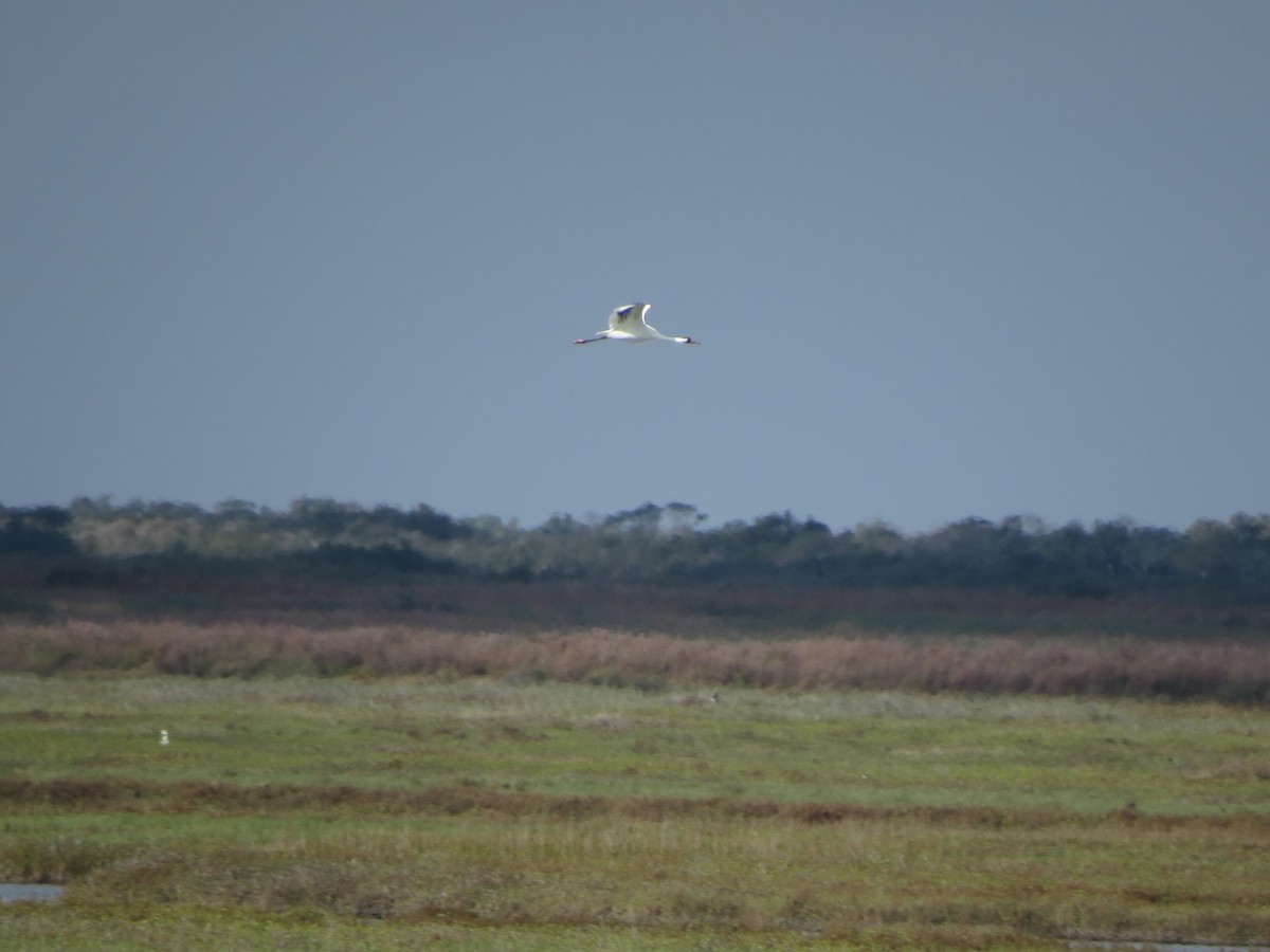 trompettrane - ML646320914