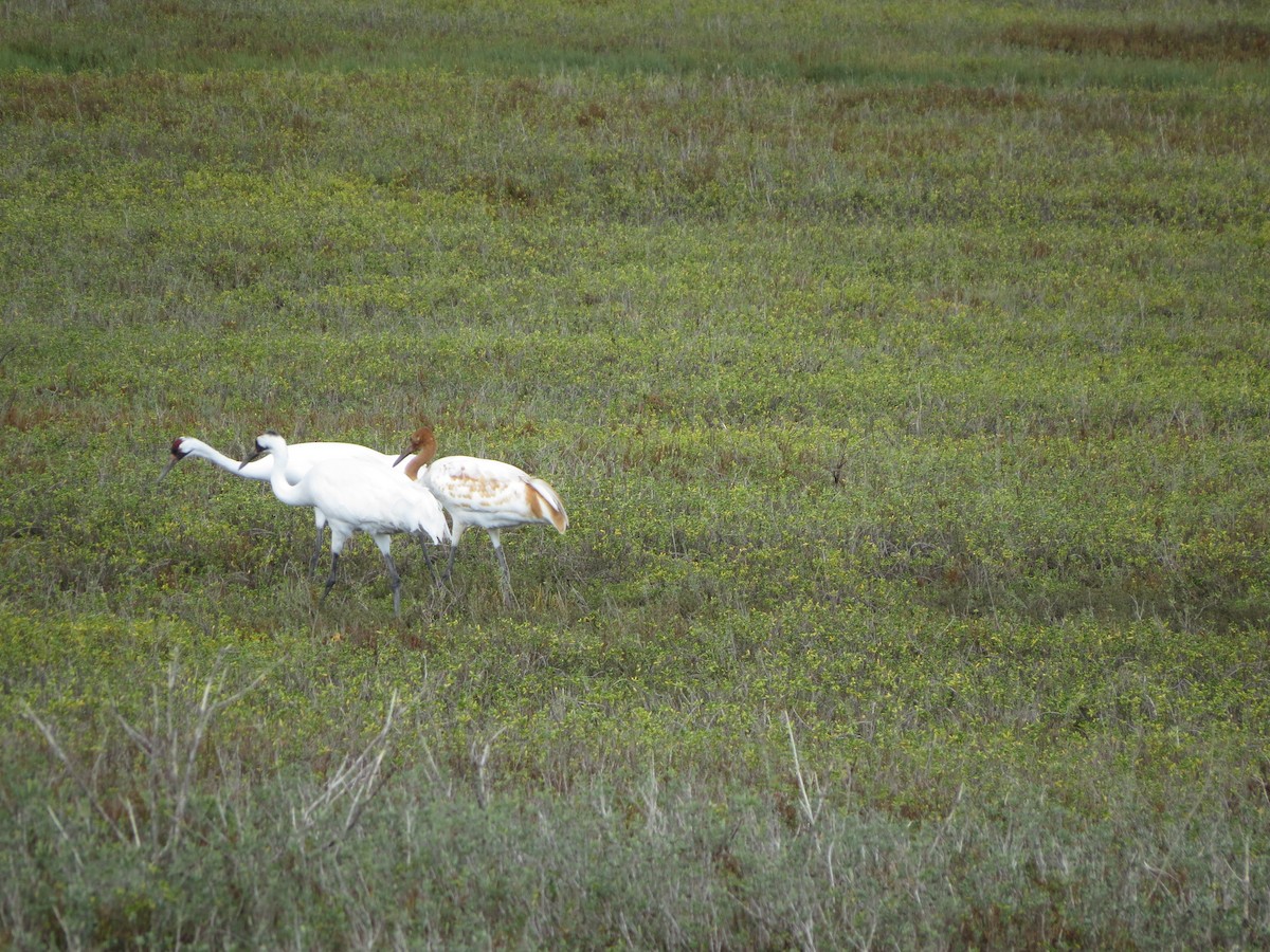 trompettrane - ML646320926