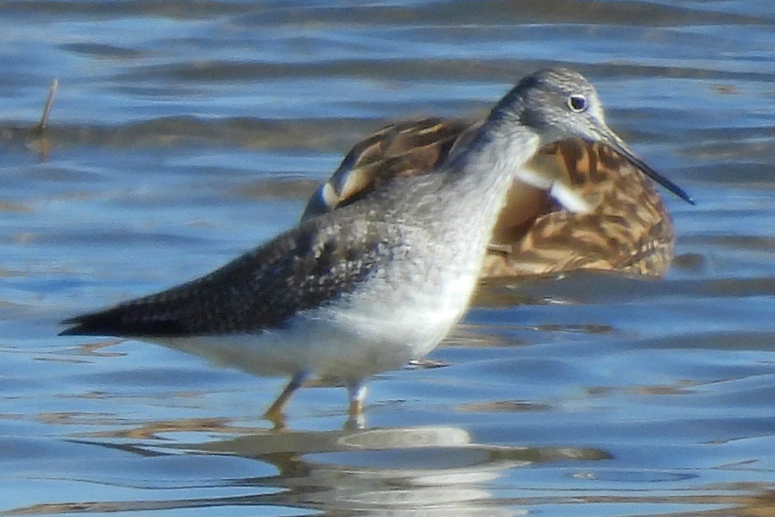 Greater Yellowlegs - ML646320930