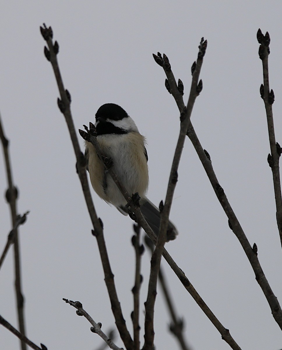 Black-capped Chickadee - ML646320931