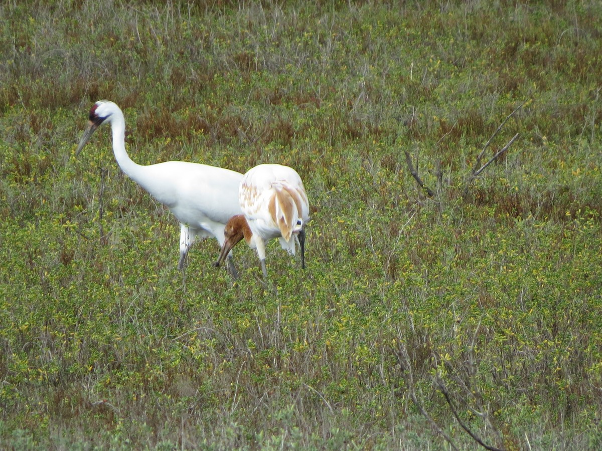 trompettrane - ML646320933