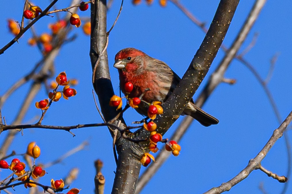 House Finch - ML646320934