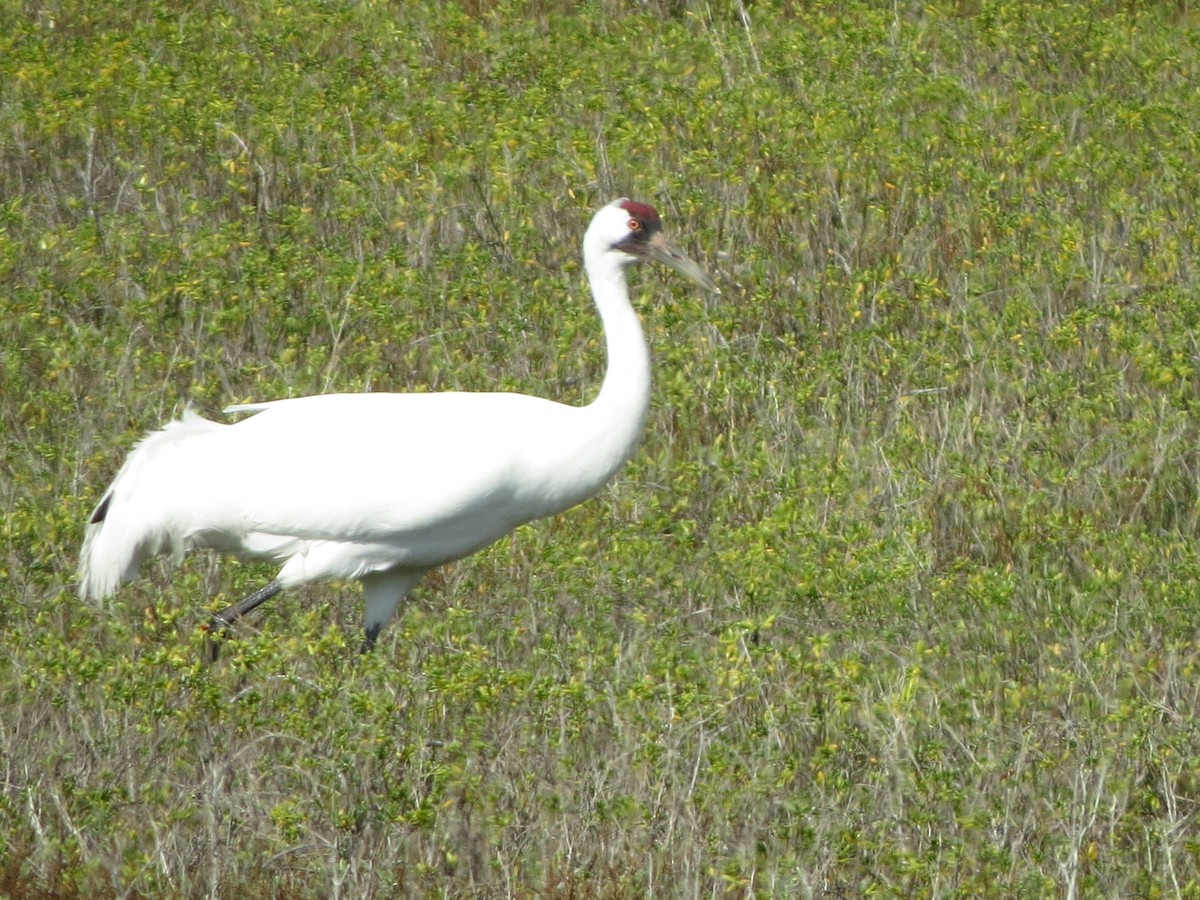 trompettrane - ML646320947