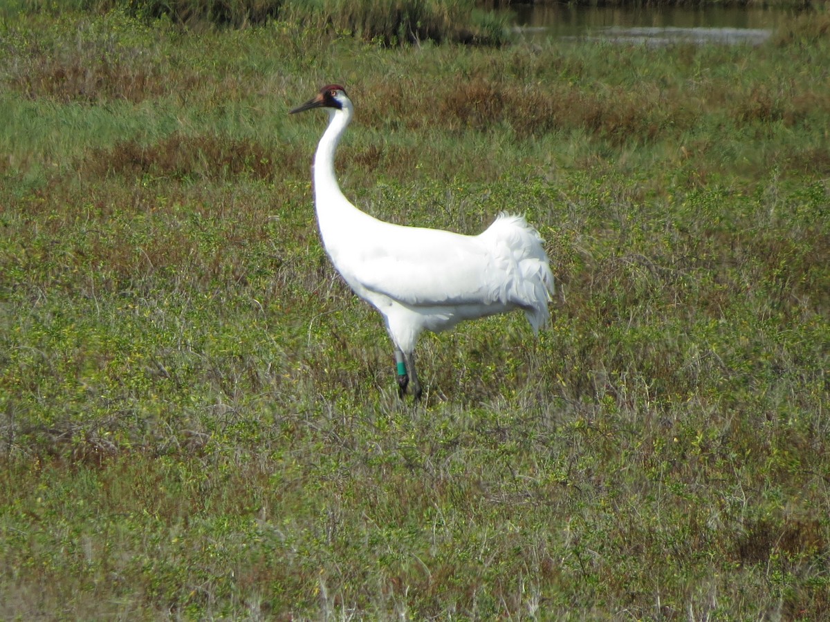 trompettrane - ML646320948