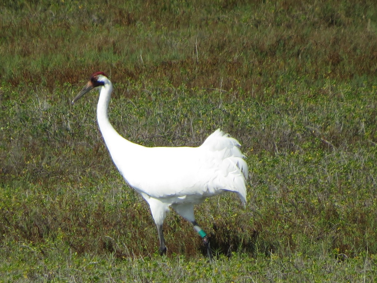 trompettrane - ML646320960