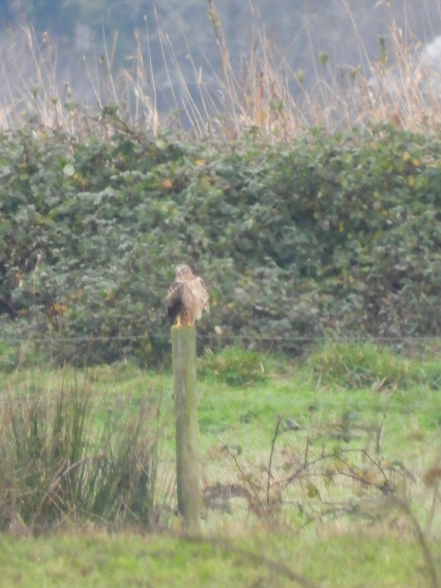 Northern Harrier - ML646320961