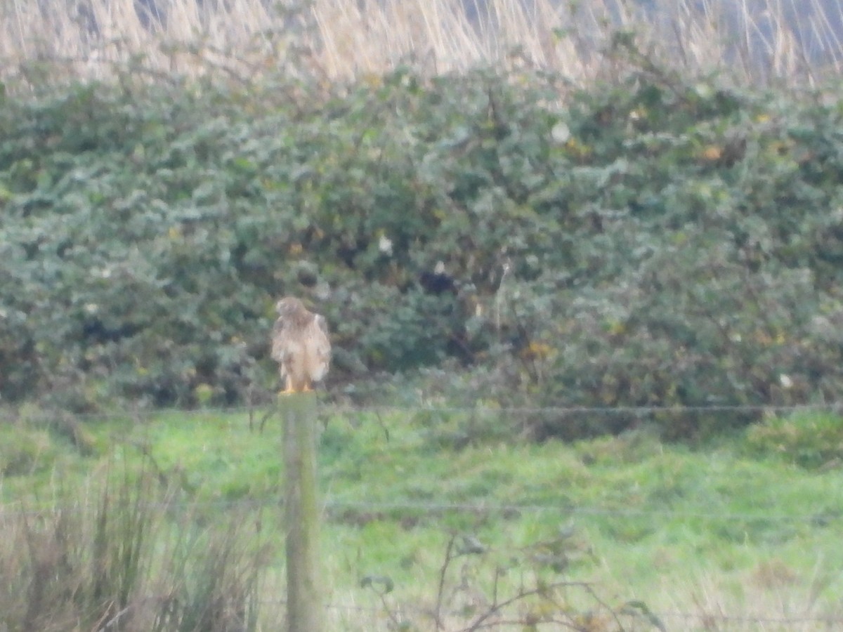 Northern Harrier - ML646320962