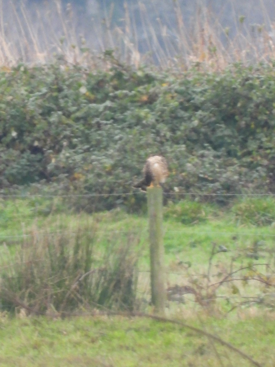 Northern Harrier - ML646320963