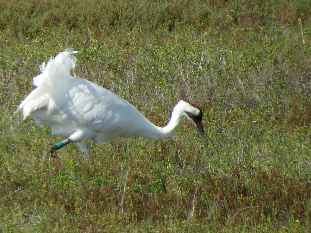 trompettrane - ML646320965