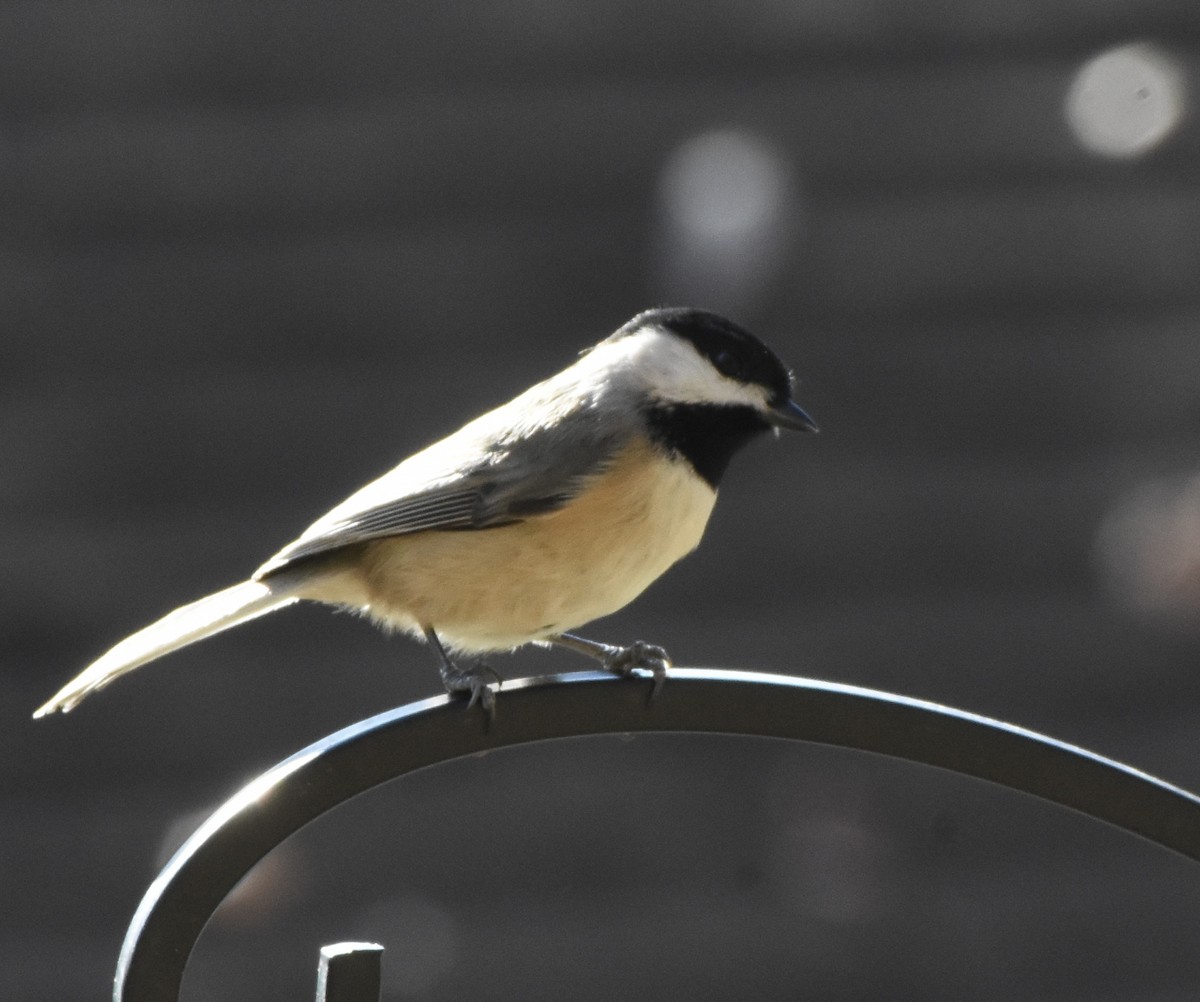 Carolina Chickadee - ML646320966