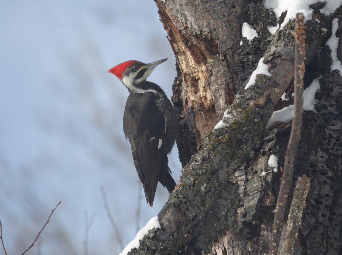 Pileated Woodpecker - ML646320982