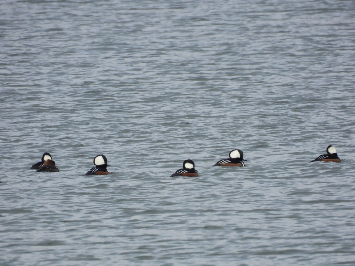 Harle couronné - ML646320983