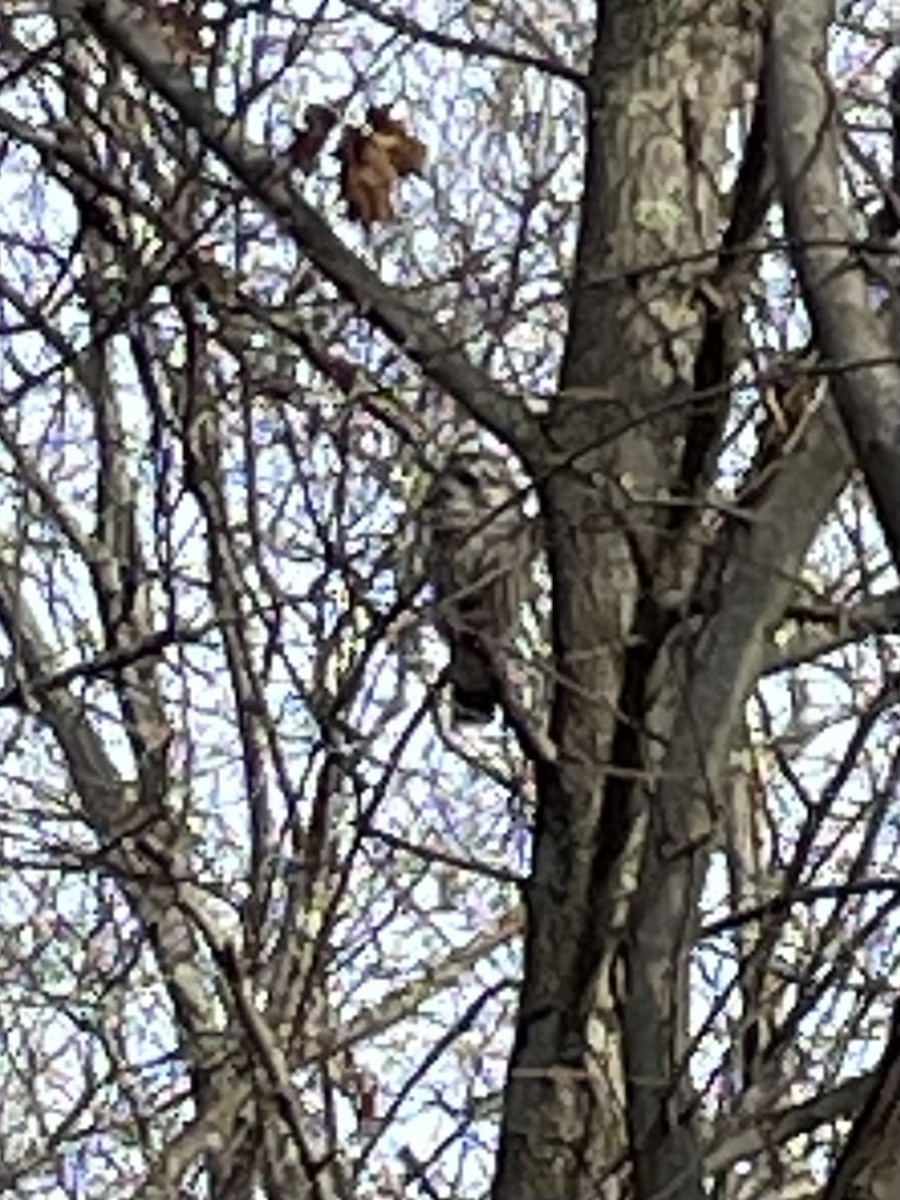 puštík proužkovaný - ML646320995