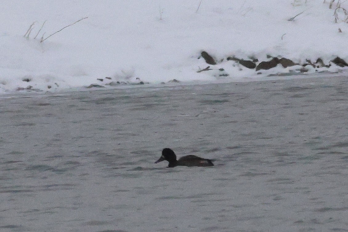 Lesser Scaup - ML646320996