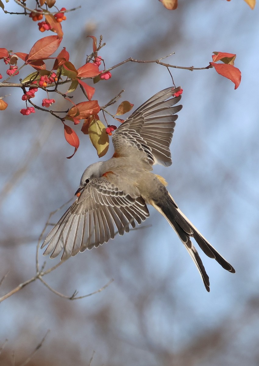 Scissor-tailed Flycatcher - ML646320997