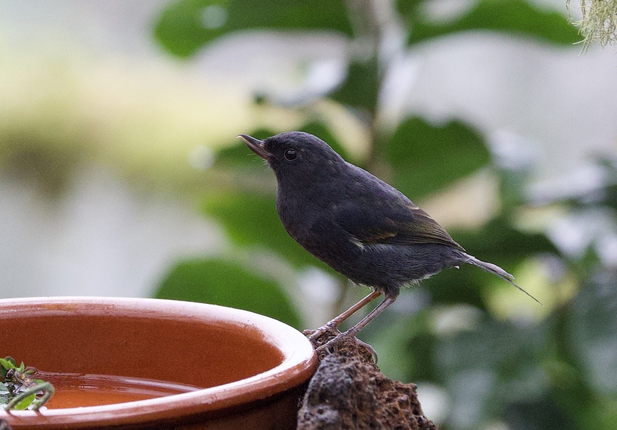 Pinchaflor Flanquiblanco - ML646320998
